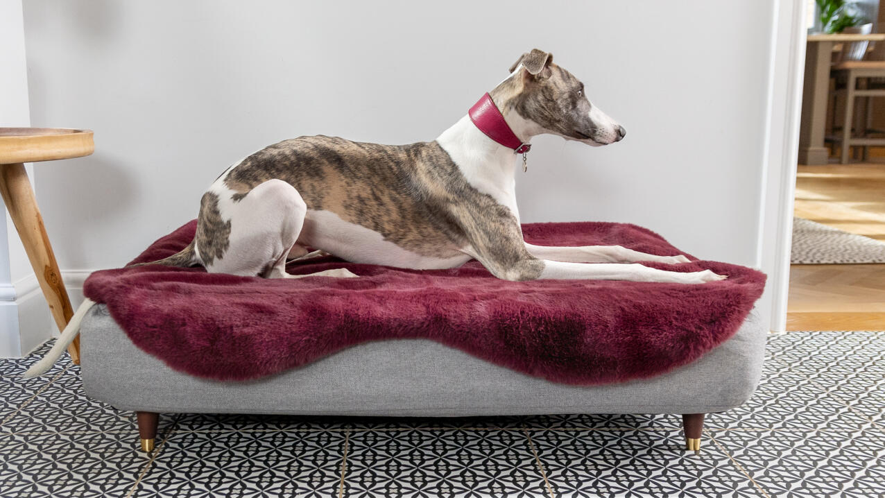 Windhund auf Topology hundebett mit lila schafsfellauflage