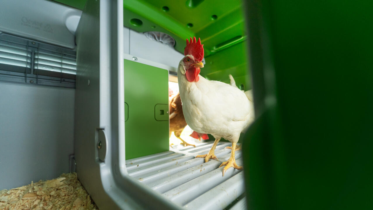 Weißes huhn innen und Eglu Cube hühnerstall