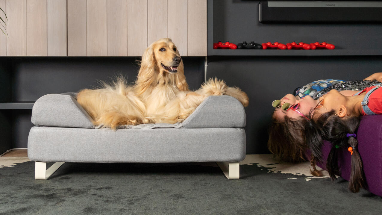 Afghanenhund auf grauem Topology hundebett mit nackenrolle