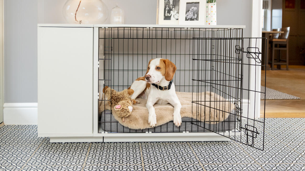 Ein beagle liegt auf einem Topology hundebett in einer kiste
