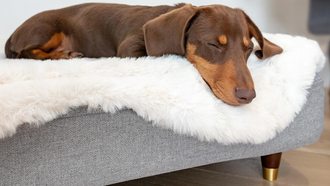 Wursthund auf einem Topology bett mit weißem schaffell-topper liegend