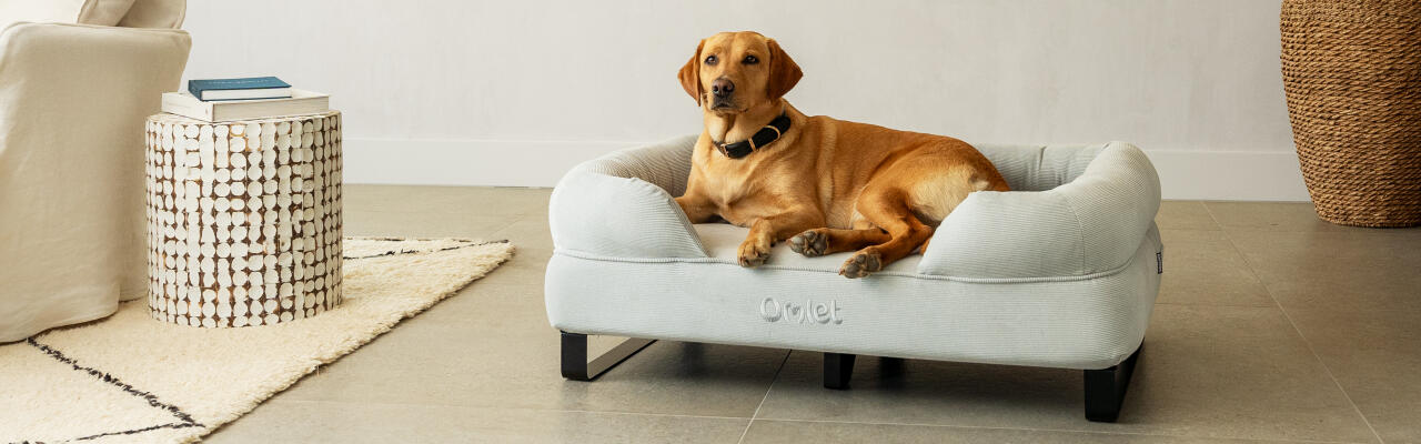 Labrador retriever sitzt auf einem hundekissenbett mit kordbezug und schwarzen schienenfüßen.