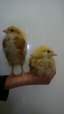 Jens's Chicks !!