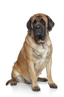 Mastiff