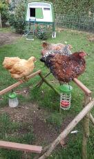 Hühner mit Omlet Caddi leckerbissenhalter und picken spielzeug mit grünen Eglu Cube großen hühnerstall im hintergrund