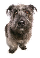 Glen Of Imaal Terrier 