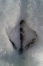 Ein fußabdruck eines huhns in der Snow