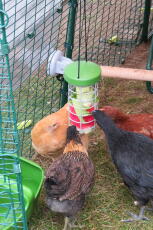 Hühner in einem hühnerstall picken einen Caddi leckerbissen auf.