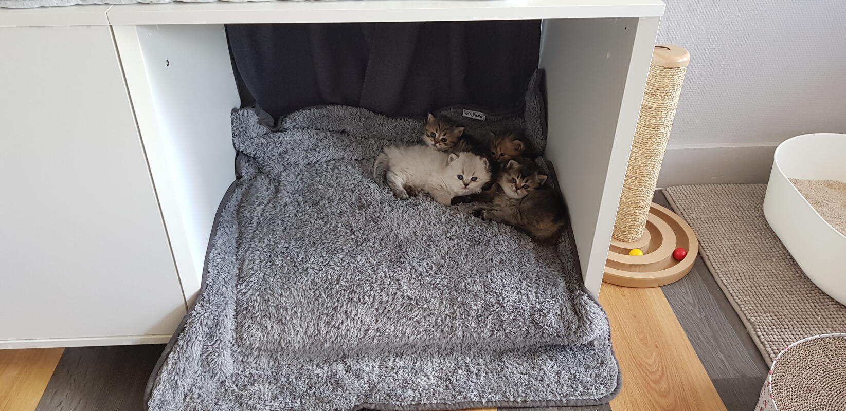 Maya Nook Luxus Katzenhaus Omlet