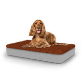 Hund sitzt auf mittelgroßem Topology hundebett mit mikrofaser-topper