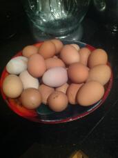 Diese Eier wurden in zwei Wochen von zwei Hühnern gelegt