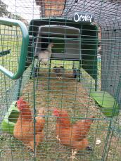 Hühner in einem auslauf, der an einen großen grünen Eglu Cube hühnerstall angeschlossen ist