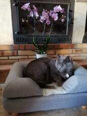 Eine katze in ihrem grauen nackenrollen-katzenbett