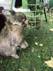 Ein kaninchen frisst eine karotte aus einem leckerbissenhalter
