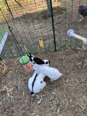 Kaninchen fressen karotten aus einem Caddi leckerbissenhalter in einem begehbaren laufstall