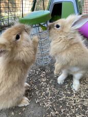Zwei kaninchen Discoveringern ihren leckerbissenhalter