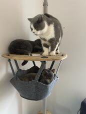 Drei katzen teilen sich das regal ihres kratzbaums im haus