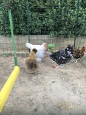 Hühner, die ihr picken genießen.