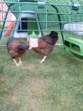 Zwei hühner picken futter von ihrem hängenden picken-spielzeug