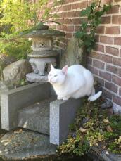 Eine weiße katze in einem garten stand auf einem stein