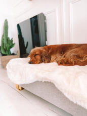 Ein hund, der friedlich auf der schafsfellauflage dieses bettes schläft