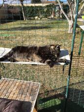 Katze liegt auf Omlet stoff katzenregal in Omlet catio