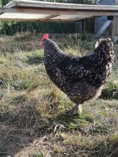 Bilder Von Hhnerrassen