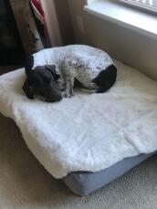 Ein hund, der auf seinem grauen bett mit schafsfellüberzug schläft