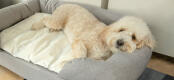 Ein weißer Hund schläft auf einem grauem Omlet Memory-Foam-Hundesofa mit Kühlmatte