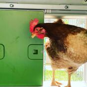 Ein huhn, das seinen stall durch die automatische stalltür betritt