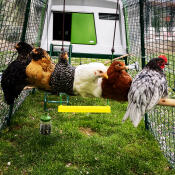 Grün Eglu Cube großer hühnerstall mit auslauf mit 6 hühnern auf Omlet hühnerstangen