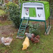 Drei hühner außerhalb eines großen grünen Cube hühnerstalls