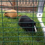Sooty & brownie in ihrem 2m-lauf