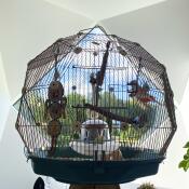 Der Omlet Geo vogelkäfig in einem atemberaubenden designerhaus.
