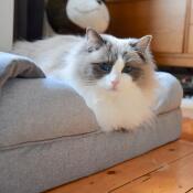 Katze auf katze gedächtnisschaum nackenrolle bett