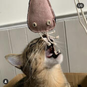 Eine katze, die mit einem mit katzenminze gefüllten spielzeug spielt