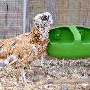 Fauna (padovana ciuffata) mit ihrer trinkflasche Eglu Cube