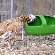 Fauna (padovana ciuffata) mit ihrer trinkflasche Eglu Cube