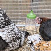 Flora, fauna und serena (padovana ciuffata, marans, orpington) mit ihrem knabberspielzeug