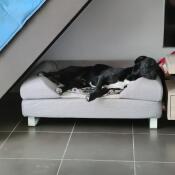 Shadow in seinem korb Topology
