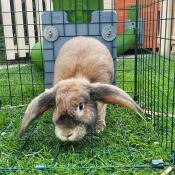 Betty genießt ihre neuen tunnels und ihren auslauf.