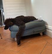 Ein großer schwarzer hund, der in seinem grünen großen nackenrollenbett liegt