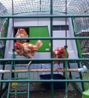 Drei glückliche rettungshühner freuen sich über ihr neues zuhause.