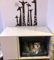 Kobe liebt sein neues schlafzimmer 