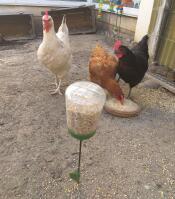 Ein huhn bemerkt den vollen hühner-leckerbissenhalter.