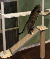 Katze klettert durch die rampe