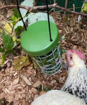 Ein huhn frisst salat aus einem Caddi leckerbissenhalter