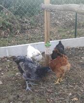 Vier verschiedenfarbige hühner, die von einem leckerbissen picken