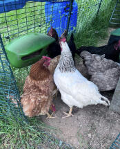 Die manGeoire lieblingshühner unserer hühner