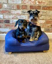 Zwei kleine hunde auf einem blauen bett mit holzfüßen